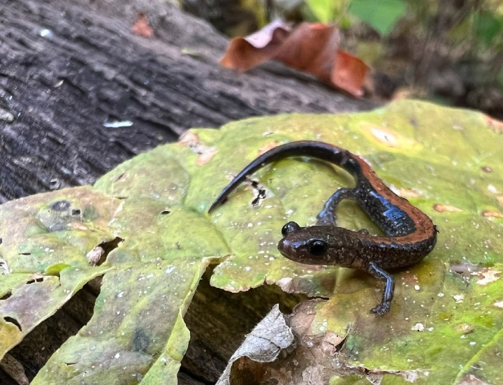 Southern Redback Salamander